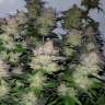 купить семена конопли f1 в оригинальной упаковке Auto Critical CBD feminised купить семена конопли f1 в оригинальной упаковке Auto Critical CBD feminised