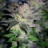 купить автоцветущие семена конопли Auto Critical CBD feminised купить автоцветущие семена конопли Auto Critical CBD feminised