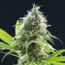 семена сортовой конопли Nibiru feminised GanjaLiveSeeds семена сортовой конопли Nibiru feminised GanjaLiveSeeds