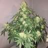 семена сортовой конопли Auto Shalkar feminised Bang Seeds семена сортовой конопли Auto Shalkar feminised Bang Seeds