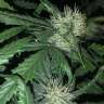 семена сортовой конопли Euforia feminised GanjaLiveSeeds семена сортовой конопли Euforia feminised GanjaLiveSeeds