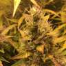семена конопли аутдор Auto Brooklyn Sunrise feminised Ganja Seeds семена конопли аутдор Auto Brooklyn Sunrise feminised Ganja Seeds