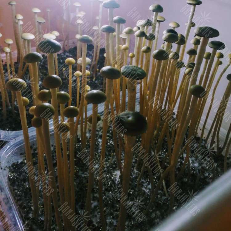 купить споры псилоцибиновых грибов Panaeolus Cyanescens Wild Coast African 