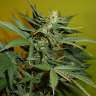 купить семена конопли с доставкой Auto Big Devil XL regular