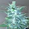 купить семена конопли гидропоники Auto Big Devil XL regular купить семена конопли гидропоники Auto Big Devil XL regular