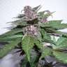 семена конопли Киев Auto Devil Cream feminised GanjaLiveSeeds семена конопли Киев Auto Devil Cream feminised GanjaLiveSeeds