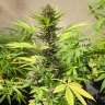 заказать на сайте семена конопли Auto Devil Cream feminised GanjaLiveSeeds заказать на сайте семена конопли Auto Devil Cream feminised GanjaLiveSeeds