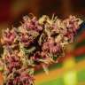 семена культурной конопли купить Auto Devil Cream feminised GanjaLiveSeeds семена культурной конопли купить Auto Devil Cream feminised GanjaLiveSeeds