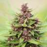 заказать качественные семена конопли Auto Devil Cream feminised GanjaLiveSeeds заказать качественные семена конопли Auto Devil Cream feminised GanjaLiveSeeds
