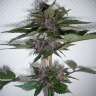купить семена конопли Auto Devil Cream feminised GanjaLiveSeeds купить семена конопли Auto Devil Cream feminised GanjaLiveSeeds