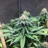 урожайные семена конопли Galaxy feminised GanjaLiveSeeds урожайные семена конопли Galaxy feminised GanjaLiveSeeds