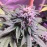 качественные семена конопли Galaxy feminised GanjaLiveSeeds качественные семена конопли Galaxy feminised GanjaLiveSeeds