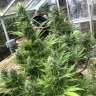 семена конопли с доставкой Auto Critical Orange Punch feminised
 семена конопли с доставкой Auto Critical Orange Punch feminised