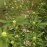 мощные семена конопли Auto Critical Orange Punch feminised Ganja Seeds мощные семена конопли Auto Critical Orange Punch feminised Ganja Seeds