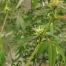 семена конопли автоцвет Auto Critical Orange Punch feminised Ganja Seeds семена конопли автоцвет Auto Critical Orange Punch feminised Ganja Seeds