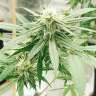 семена конопли в фирменной упаковке Auto Critical Orange Punch feminised Ganja Seeds семена конопли в фирменной упаковке Auto Critical Orange Punch feminised Ganja Seeds