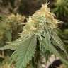 семена конопли интернет магазин Auto Critical Orange Punch feminised Ganja Seeds семена конопли интернет магазин Auto Critical Orange Punch feminised Ganja Seeds