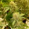 автоцветущие семена конопли Auto Critical Orange Punch feminised Ganja Seeds автоцветущие семена конопли Auto Critical Orange Punch feminised Ganja Seeds