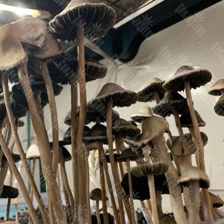 споры галлюциногенные грибы купить Panaeolus Cyanescens Alabama 
