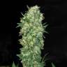 купить семена конопли Satori feminised купить семена конопли Satori feminised