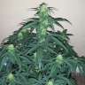купить семена конопли автоцвет Auto Assasin regular