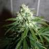 купить семена конопли в фирменной упаковке Auto Assasin regular