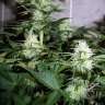 купить семена конопли дешево Auto Assasin regular