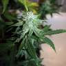 купить семена конопли гидропоники Auto Assasin regular