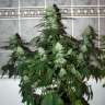 купить семена конопли марихуаны Auto Assasin regular