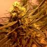 купить урожайные семена конопли Grapefruit Alpha Dog feminised купить урожайные семена конопли Grapefruit Alpha Dog feminised