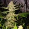 мощные семена конопли Great White Shark feminised GanjaLiveSeeds
