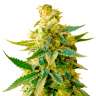 семена конопли в Украине Great White Shark feminised GanjaLiveSeeds