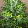 качественные семена конопли Auto UK Cheese feminised Ganja Seeds