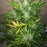 урожайные семена конопли Auto UK Cheese feminised Ganja Seeds