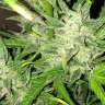 семена конопли в оригинальных упаковках Auto UK Cheese feminised Ganja Seeds