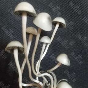 Panaeolus BVI