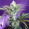 семена культурной конопли купить Black Widow feminised семена культурной конопли купить Black Widow feminised
