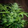 купить семена конопли дешево  Auto Black Tisa regular купить семена конопли дешево  Auto Black Tisa regular