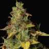 заказать семена конопли с доставкой Auto Girl Scout Cookies feminised
 заказать семена конопли с доставкой Auto Girl Scout Cookies feminised