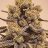 Marmalate feminised Ganja Seeds