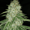 Marmalate feminised Ganja Seeds