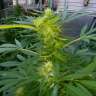 заказать семена конопли Grapefruit Haze feminised заказать семена конопли Grapefruit Haze feminised