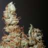 заказ семян конопли Grapefruit Haze feminised заказ семян конопли Grapefruit Haze feminised