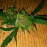 где заказать семена конопли Grapefruit Haze feminised где заказать семена конопли Grapefruit Haze feminised