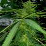 заказать семена конопли наложенным платежом Grapefruit Haze feminised заказать семена конопли наложенным платежом Grapefruit Haze feminised