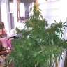 заказать семена конопли почтой Grapefruit Haze feminised заказать семена конопли почтой Grapefruit Haze feminised
