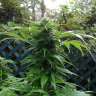 заказать качественные семена конопли Grapefruit Haze feminised заказать качественные семена конопли Grapefruit Haze feminised