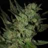 заказать на сайте семена конопли Grapefruit Haze feminised заказать на сайте семена конопли Grapefruit Haze feminised