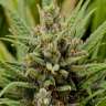где можно заказать семена конопли Grapefruit Haze feminised где можно заказать семена конопли Grapefruit Haze feminised