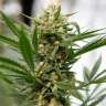заказать хорошие семена конопли Grapefruit Haze feminised заказать хорошие семена конопли Grapefruit Haze feminised